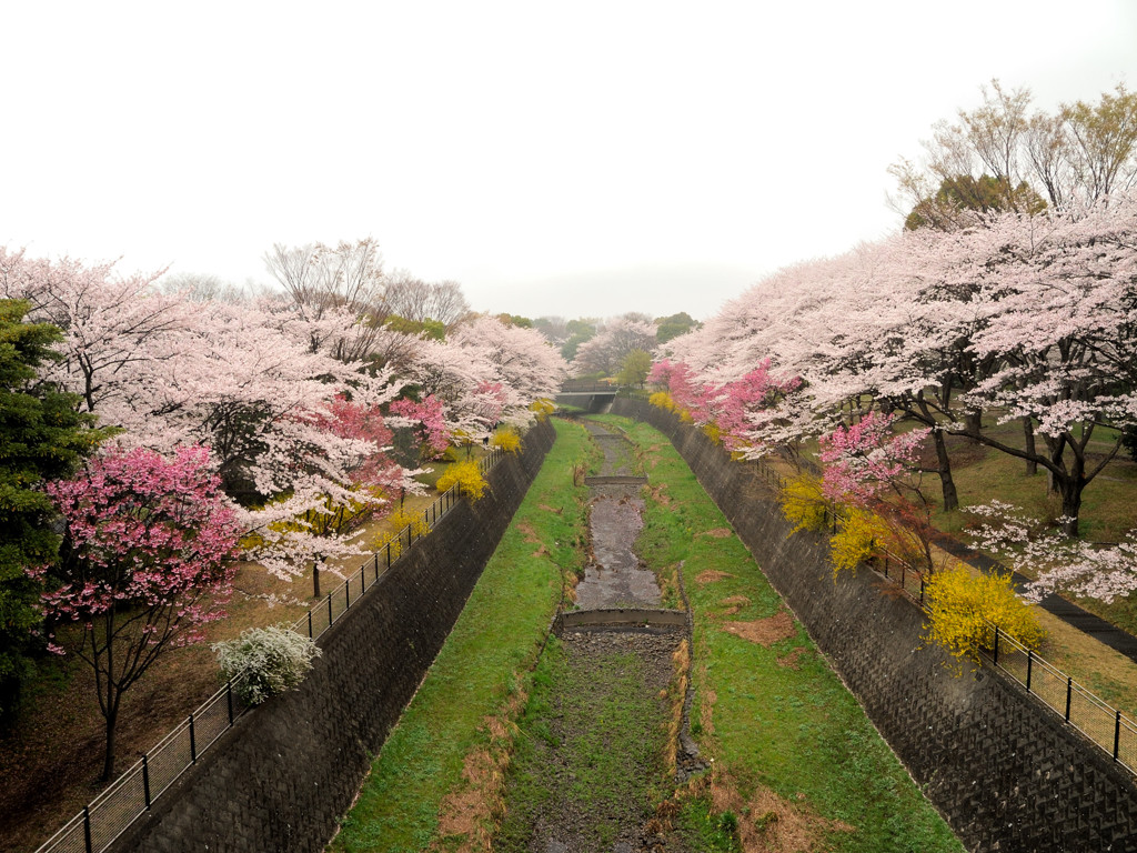 定番どころの桜