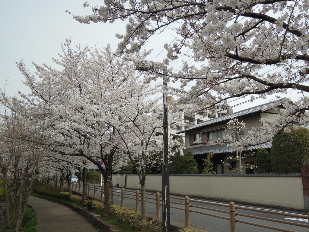 沿道と桜