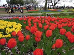 昭和記念公園