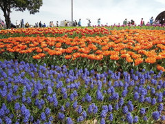 昭和記念公園