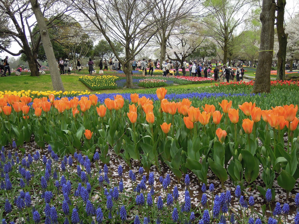 昭和記念公園
