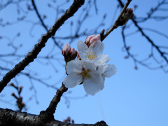 2013　桜