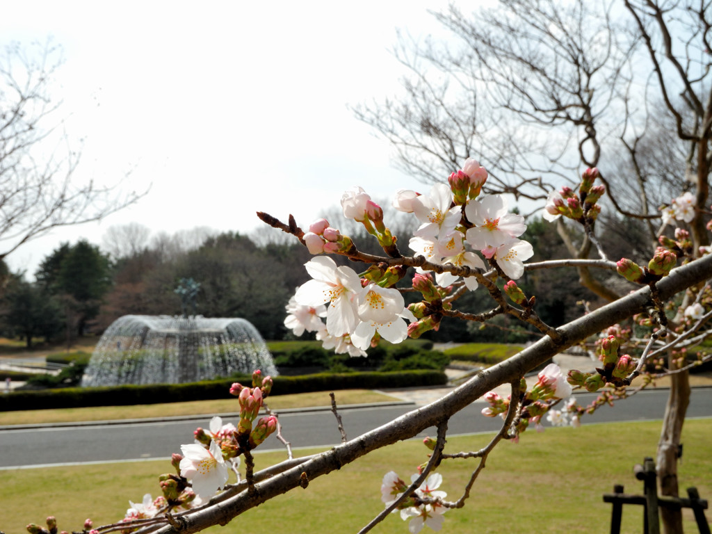 桜と‥