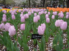 昭和記念公園