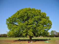 昭和記念公園のシンボル