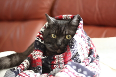 冬もこれであったかーい