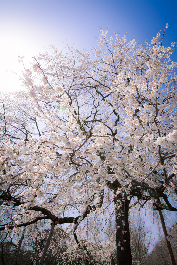 万国博開催10周年記念桜