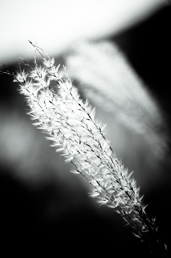 monochrome