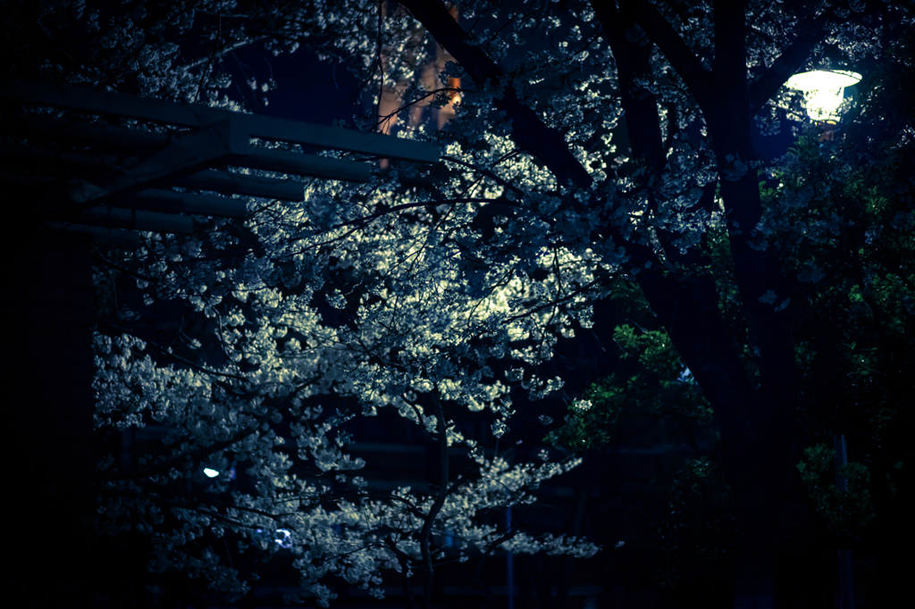 夜桜＊燦々
