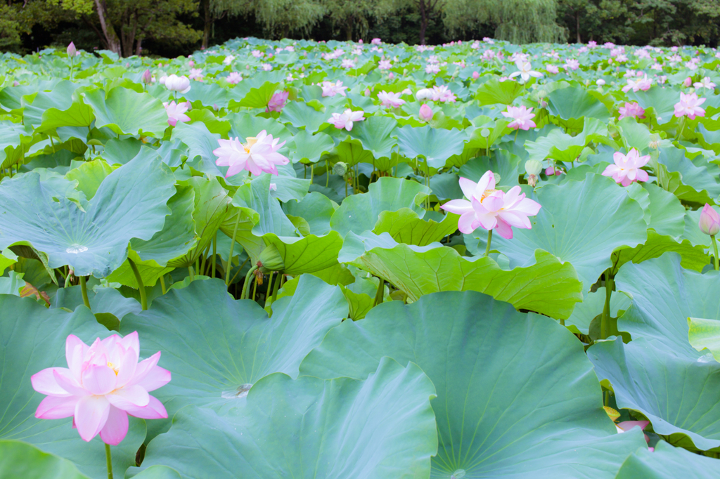 2013万博記念公園の蓮池ギャラリー：６