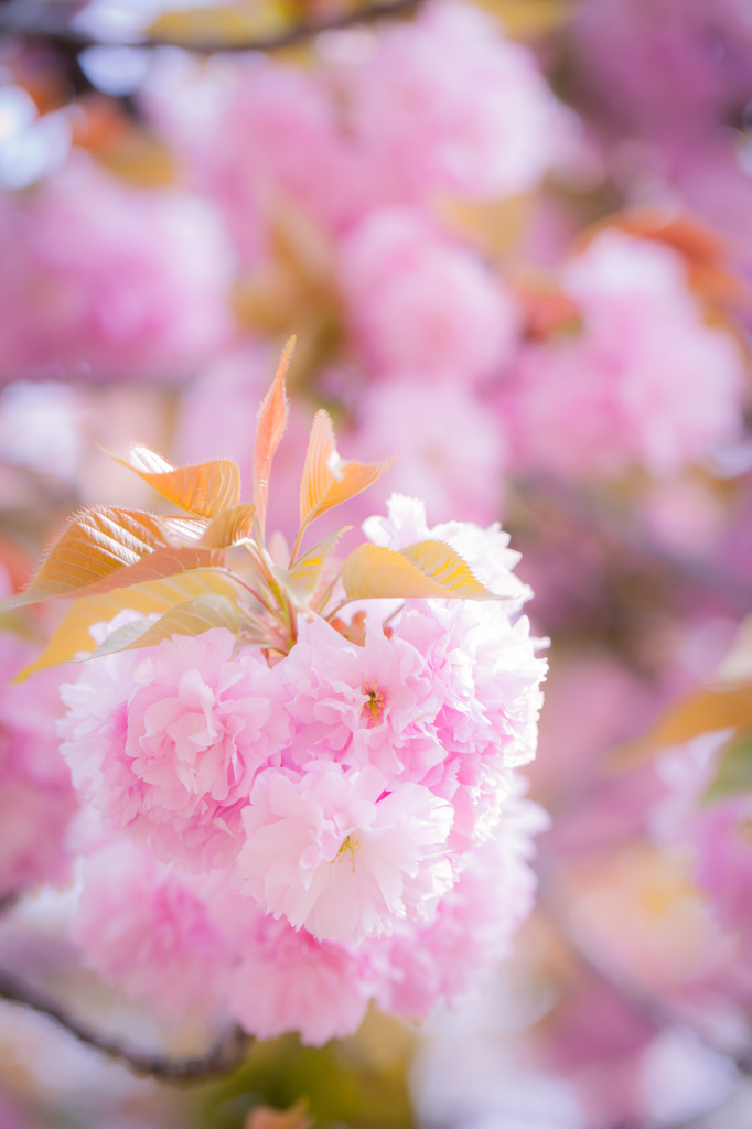 八重に九重に咲く桜