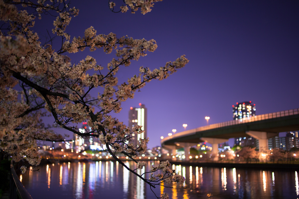 都会の夜桜