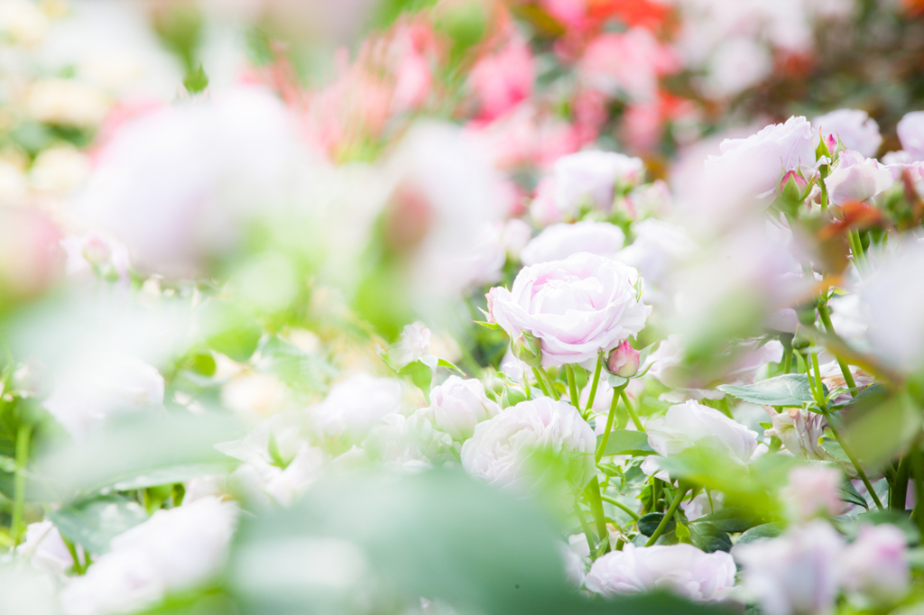 美しい花がある。花の美しさといふ様なものはない。