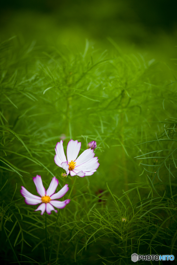 秋桜