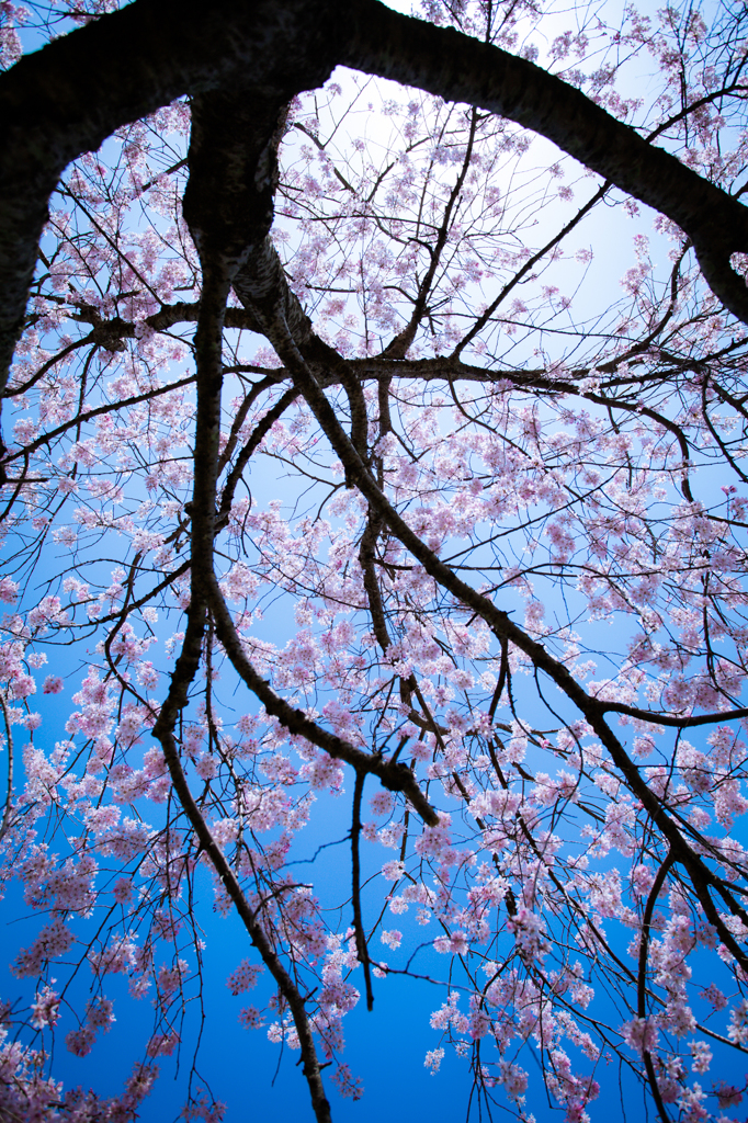 桜、見上げれば青空。
