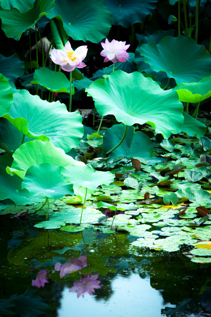 鏡花水月