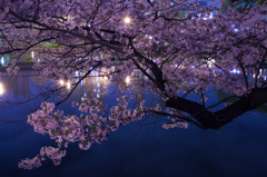 桜の花は夜ひらく