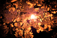 とある桜の光彩色<Brilliant color>