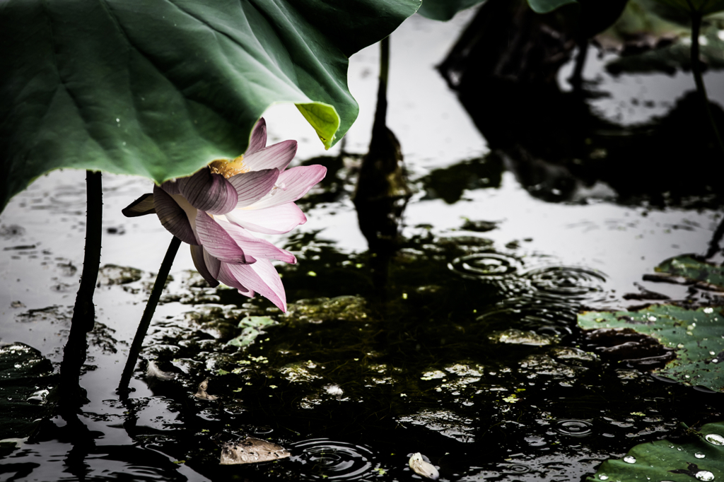 雨やどり