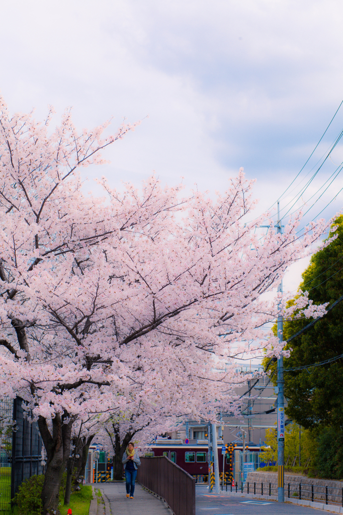 桜の木の下