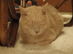 ふわり