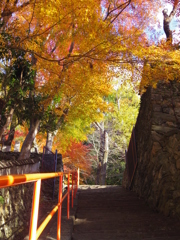 紅葉の階段