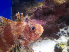 美ら海のカサゴ