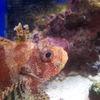 美ら海のカサゴ
