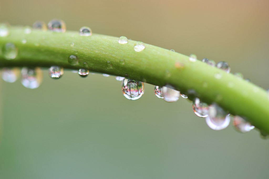 WATER DROPS