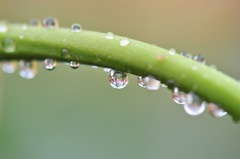 WATER DROPS