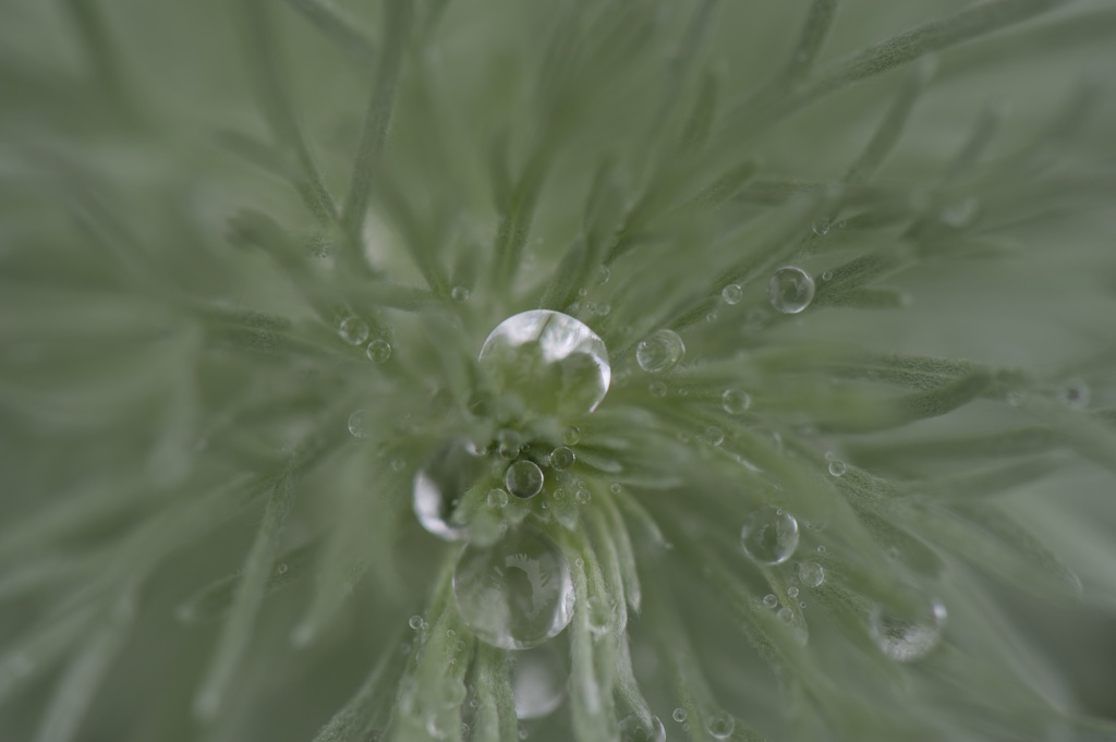 水滴花火？