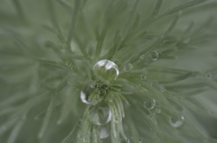 水滴花火？