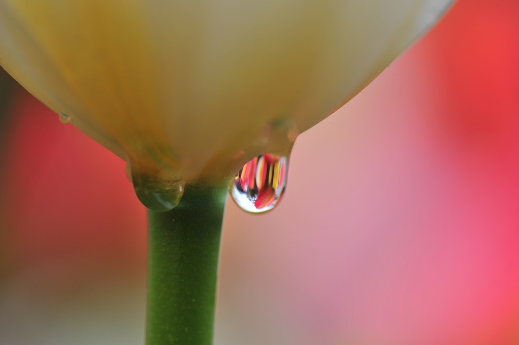WATER DROPS