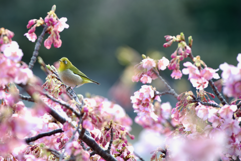 メジロと河津桜
