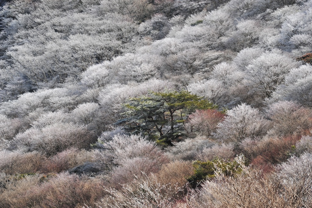 春の霧氷