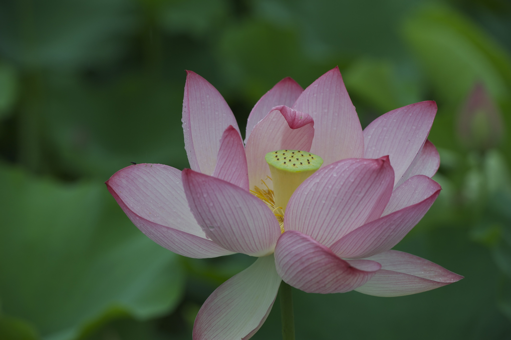 臼杵石仏に咲く蓮の花