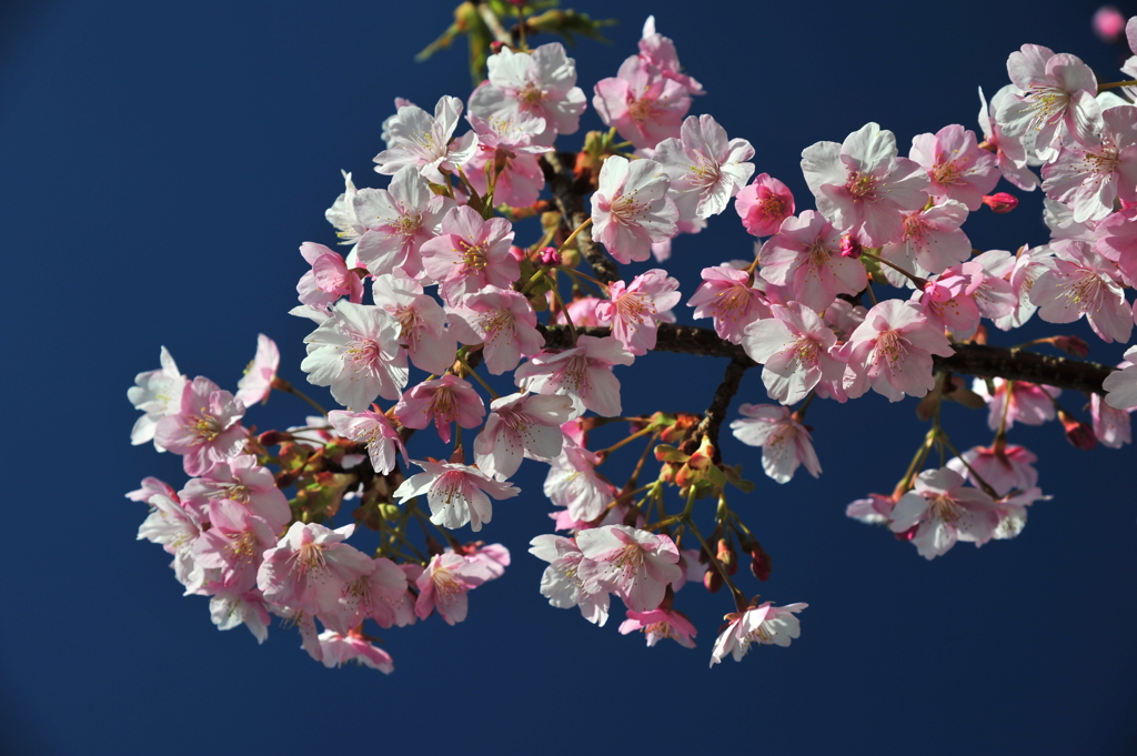 河津桜