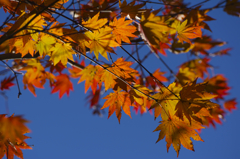 久住の紅葉２