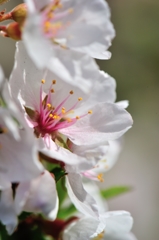 山桜桃（ユスラウメ）