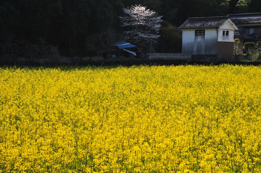 廃屋と桜