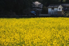 廃屋と桜