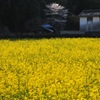 廃屋と桜