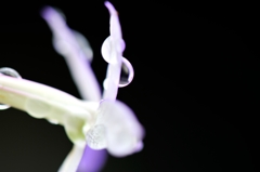 名もなき花々
