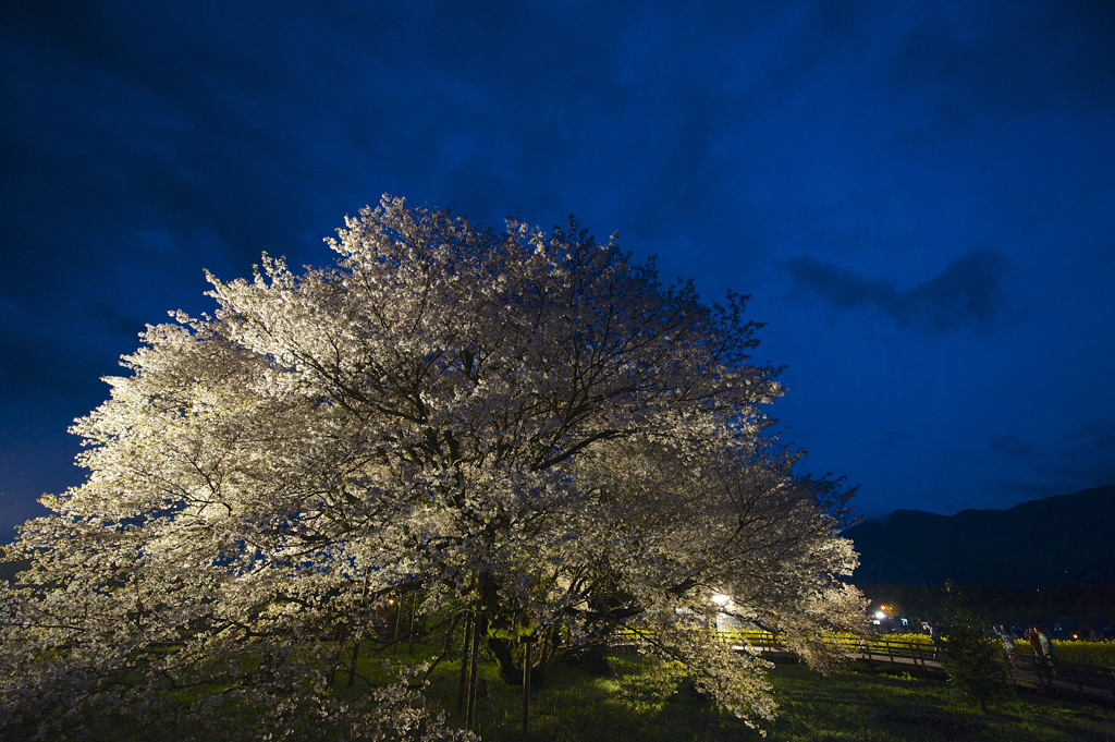 一心行の大桜　その一