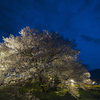 一心行の大桜　その一