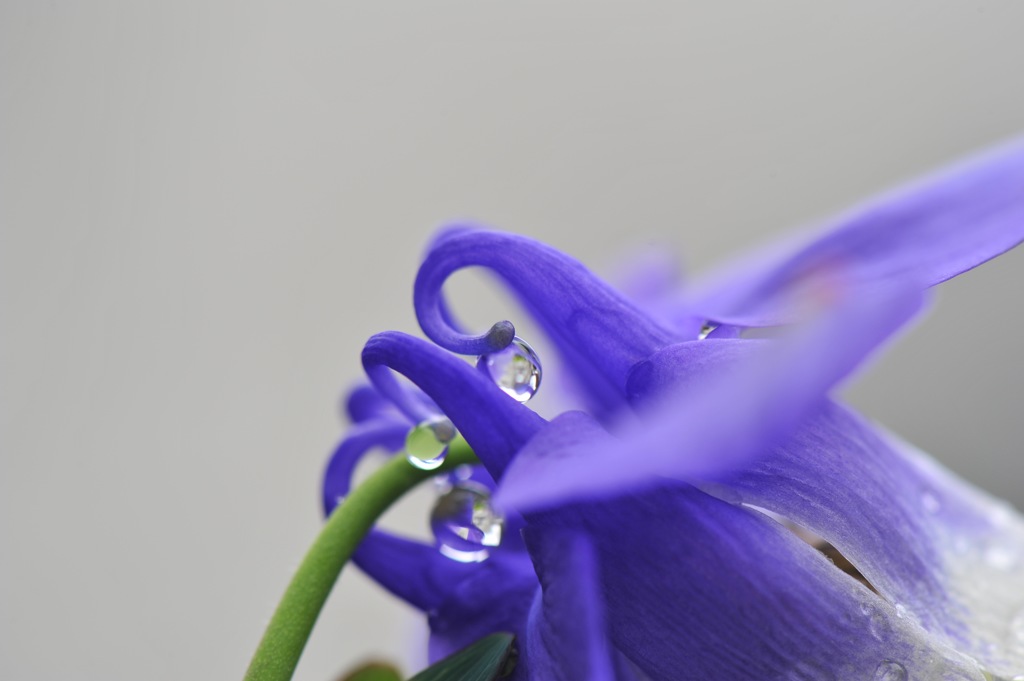 WATER DROPS