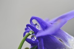WATER DROPS