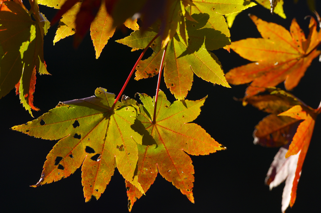 久住の紅葉１
