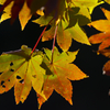 久住の紅葉１