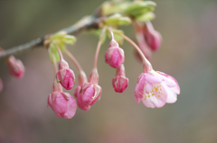 河津桜